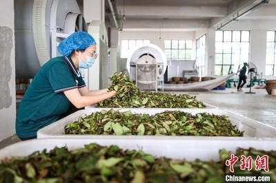 匠心精制，茶韻悠長——探訪貴州仁懷烏龍茶加工盛況