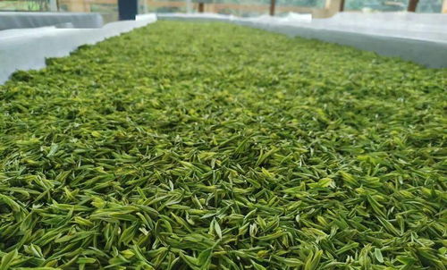 曲江茶谷白葉茶加工廠正式投入運營，開啟茶葉加工新篇章