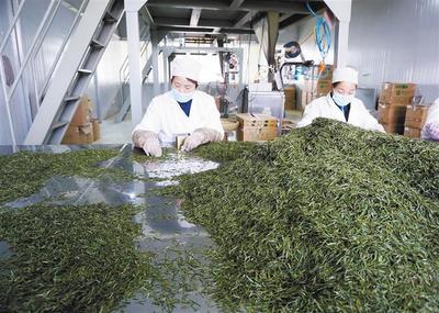 產學研融合，為茶葉加工“增色添香”